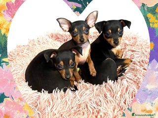 Pinscher Miniatura cani disponibile ultimo maschietto Prague Ratter - Annuncio 11