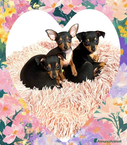 Pinscher Miniatura cani disponibile ultimo maschietto Prague Ratter - Annuncio 3