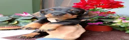 Bassotto cani in vendita: Bassotto pelo duro maschi  - Annuncio 10