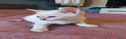 Bengala gatti in vendita: Gattini bengala dolcissimi - Annuncio 5