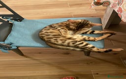 Bengala gatti in vendita: Ultimi tra maschietti di gatto bengala disponibili a Provincia di Sassari - Immagine 9