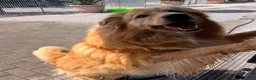 Meticcio cani in regalo: DIOR BELLISSIMO  - Annuncio 3