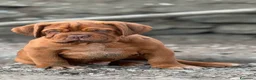 Dogue de Bordeaux cani in vendita: Dogue de Bordeaux CUCCIOLATA STRAORDINARIA  - Annuncio 29