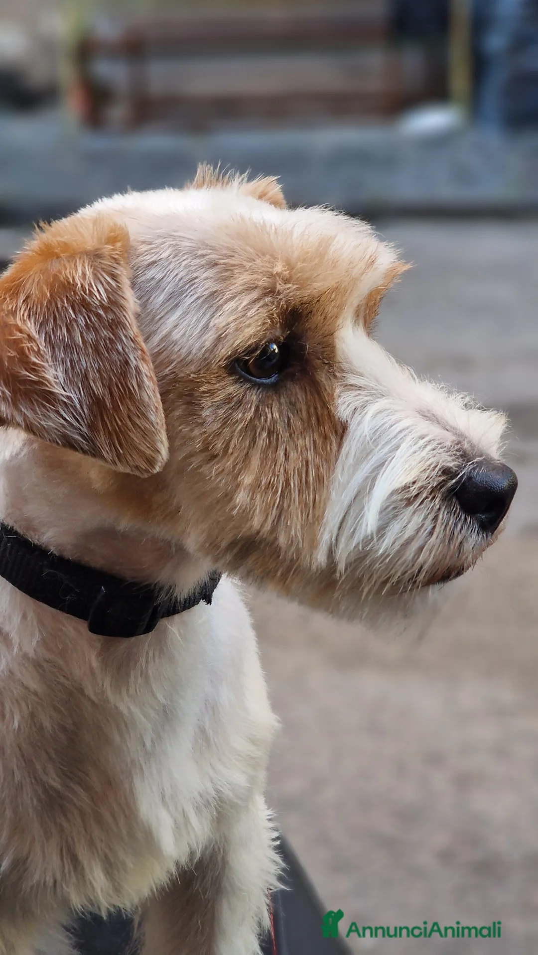 Jack Russell cani per accoppiamento: Jack russell maschio  - Annuncio 2