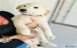 Meticcio cani in regalo: Juri, 4 mesi a Provincia di Bergamo - Immagine 5