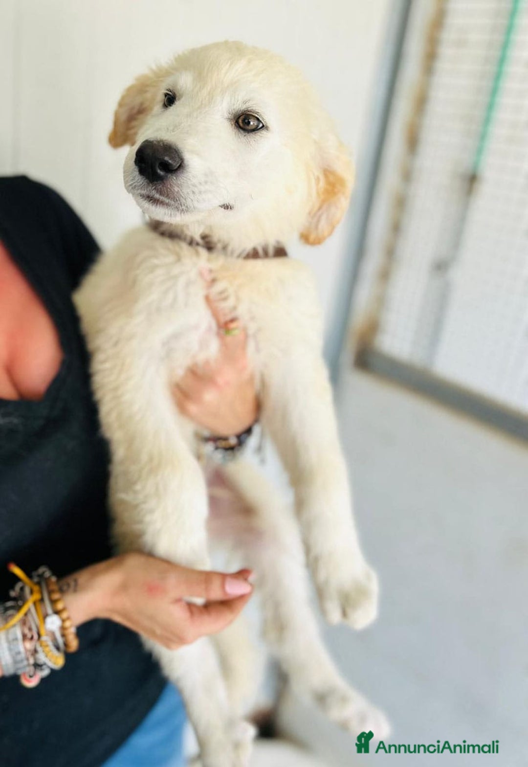 Meticcio cani in regalo: Juri, 4 mesi a Provincia di Bergamo - Immagine 5