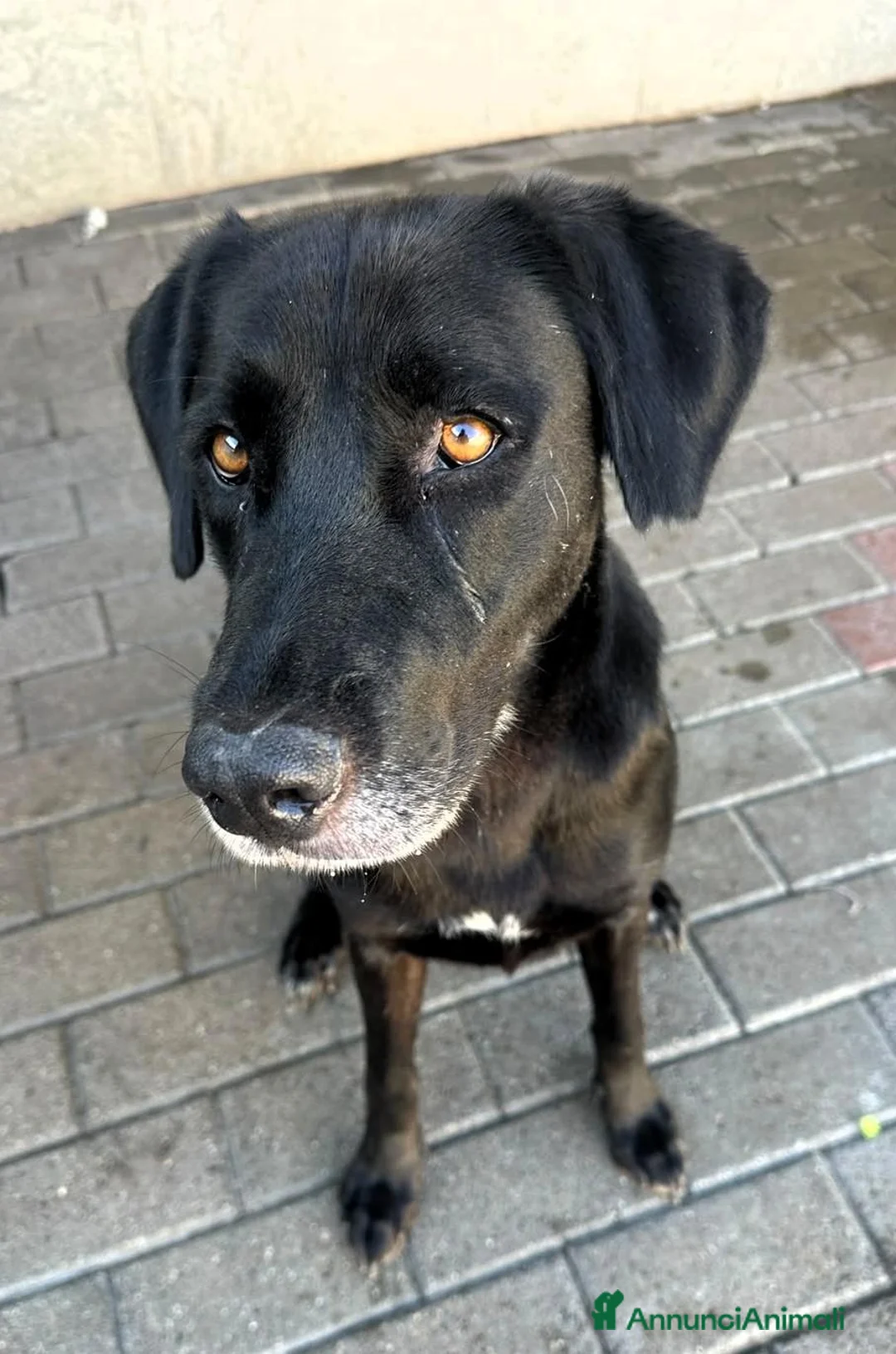 Labrador cani in regalo: ELIJA CAGNOLINA D'ORO - Annuncio 2