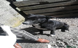 Meticcio cani in regalo: CICCIO, indipendente meticcio nero cerca casa a Città metropolitana di Milano - Immagine 6
