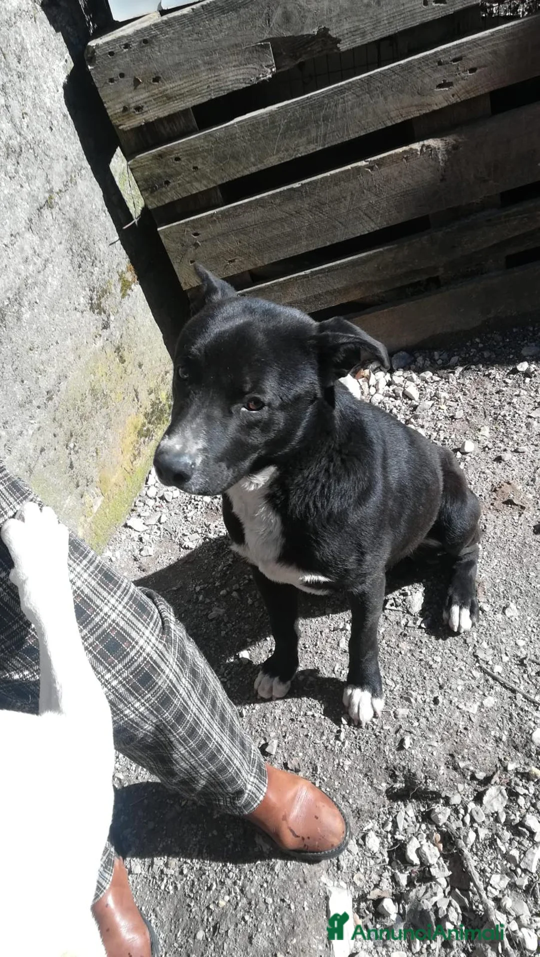 Meticcio cani in regalo: CICCIO, indipendente meticcio nero cerca casa a Città metropolitana di Milano - Annuncio 6