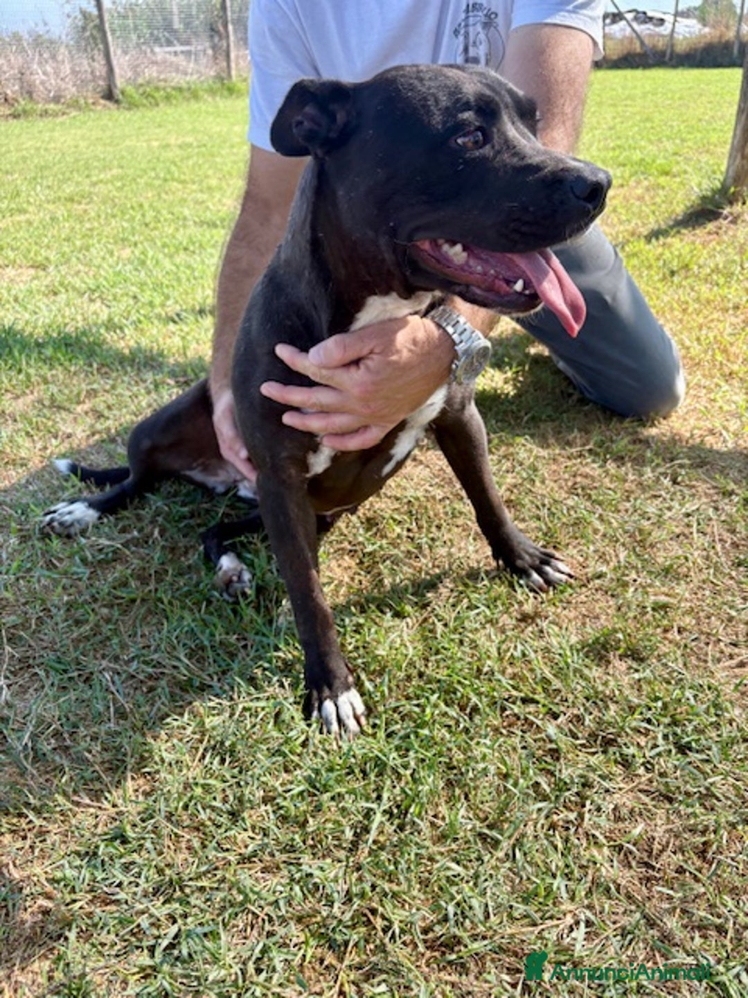 Pitbull cani in regalo: Jessy, cuore di pit❣️ - Annuncio 5