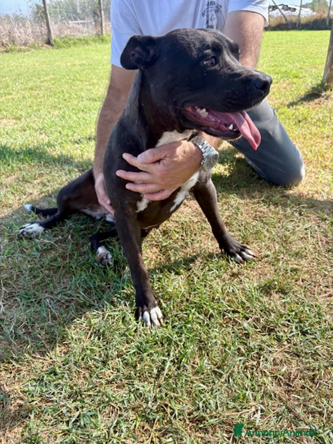 Pitbull cani in regalo: Jessy, cuore di pit❣️ - Annuncio 5