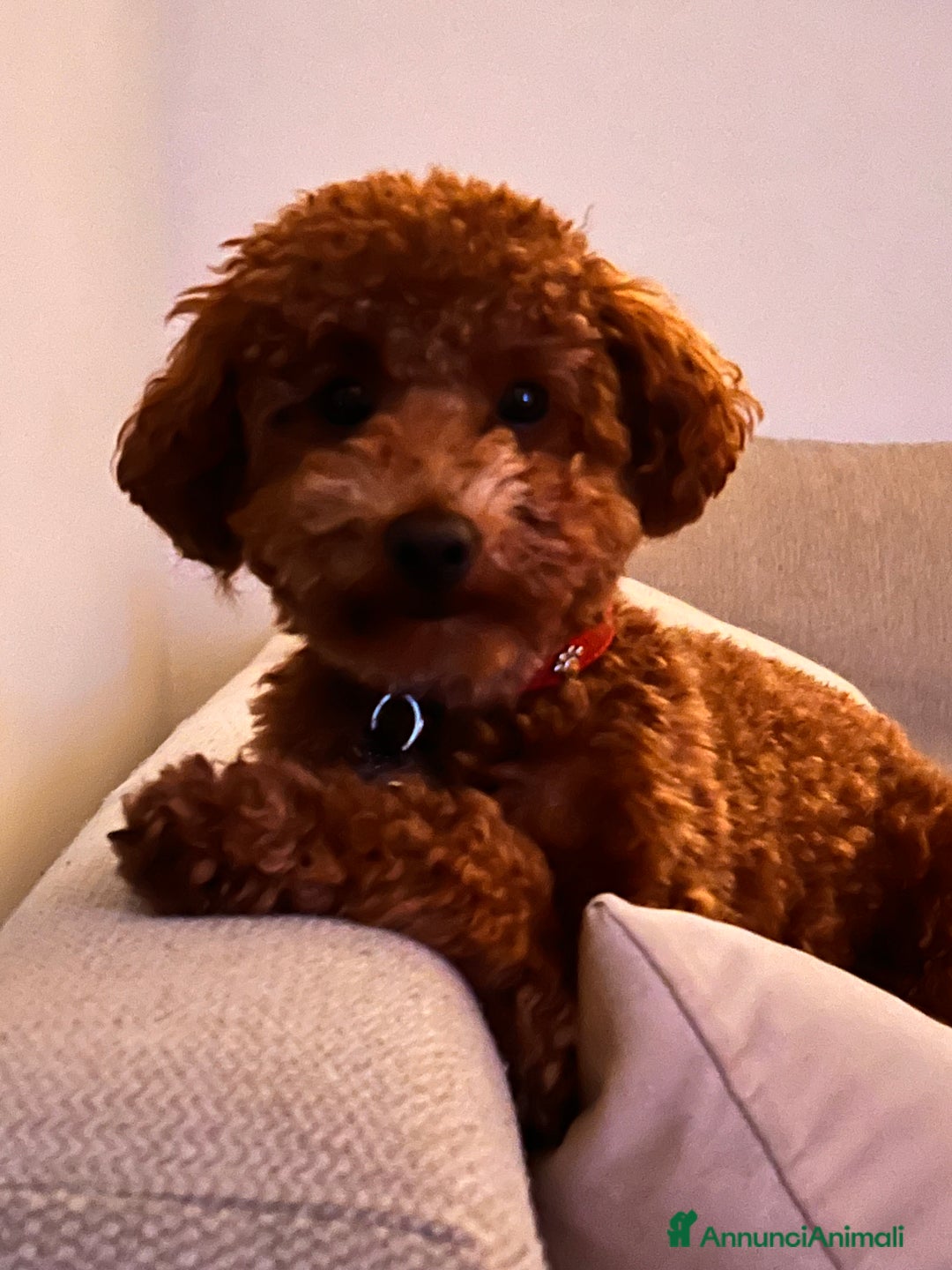 Barboncino Toy cani per accoppiamento: Disponibile per monta  - Annuncio 9