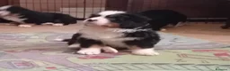 Bovaro del Bernese cani in vendita: Cuccioli bovaro del bernese liguria - Annuncio 6