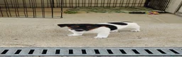 Jack Russell cani in vendita: Splendidi cuccioli di Jack Russell - Annuncio 2