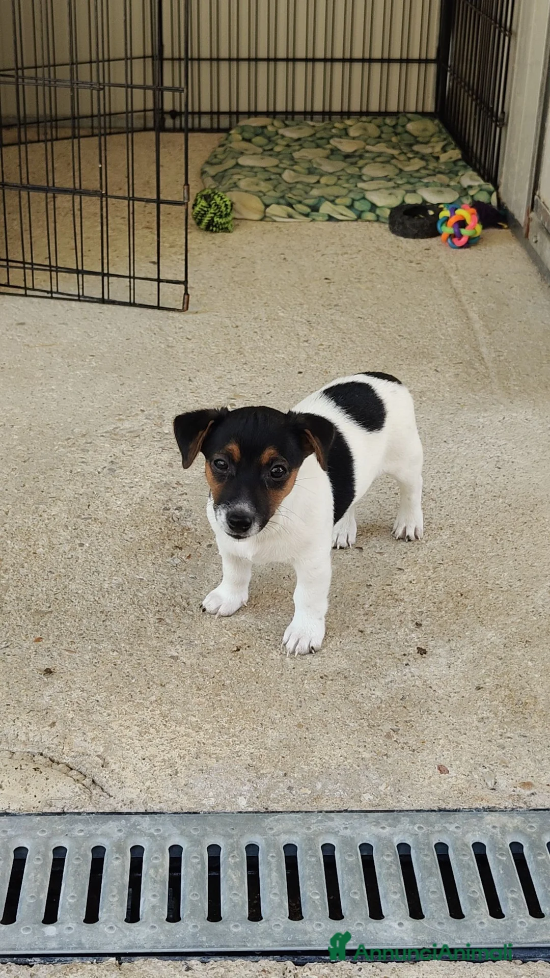 Jack Russell cani in vendita: Splendidi cuccioli di Jack Russell - Annuncio 2
