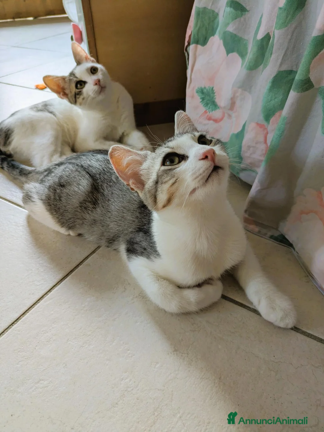 Europeo gatti in regalo: Piko & Bok: dalla radura al cuore di una famiglia! - Annuncio 2