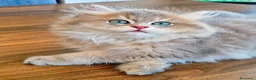British gatti in vendita: British Longhair maschio Blue Golden Shell  - Annuncio 4