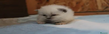 Ragdoll Gattino 2