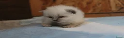 Ragdoll gatti in vendita: Ragdoll cuccioli con pedigree  - Annuncio 2