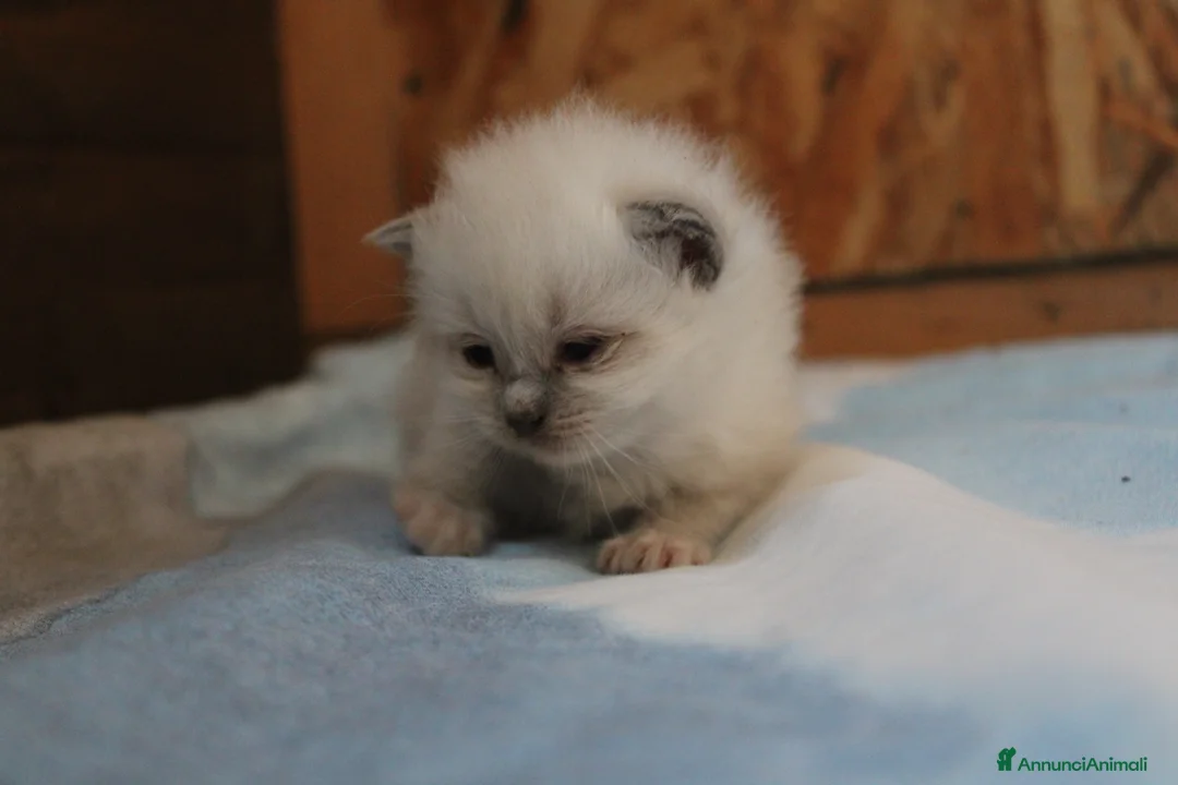 Ragdoll gatti in vendita: Ragdoll cuccioli con pedigree  - Annuncio 2