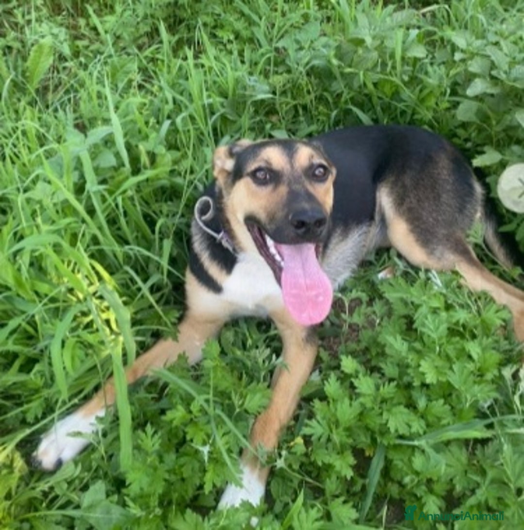 Meticcio cani in regalo: Pastorina 10mesi tg media PADOVA URGE CASA a Città metropolitana di Milano - Immagine 5