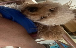 Barboncino cani per accoppiamento: GentilCane cerca Fidanzata - Immagine 3