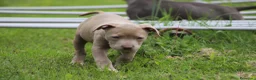 Pitbull cani in vendita: Cuccioli Pit Bull pronta consegna  - Annuncio 30