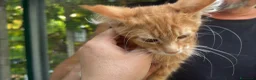 Maine Coon gatti in vendita: Bellissimo cucciolo di Maine coon, manto rosso - Annuncio 7