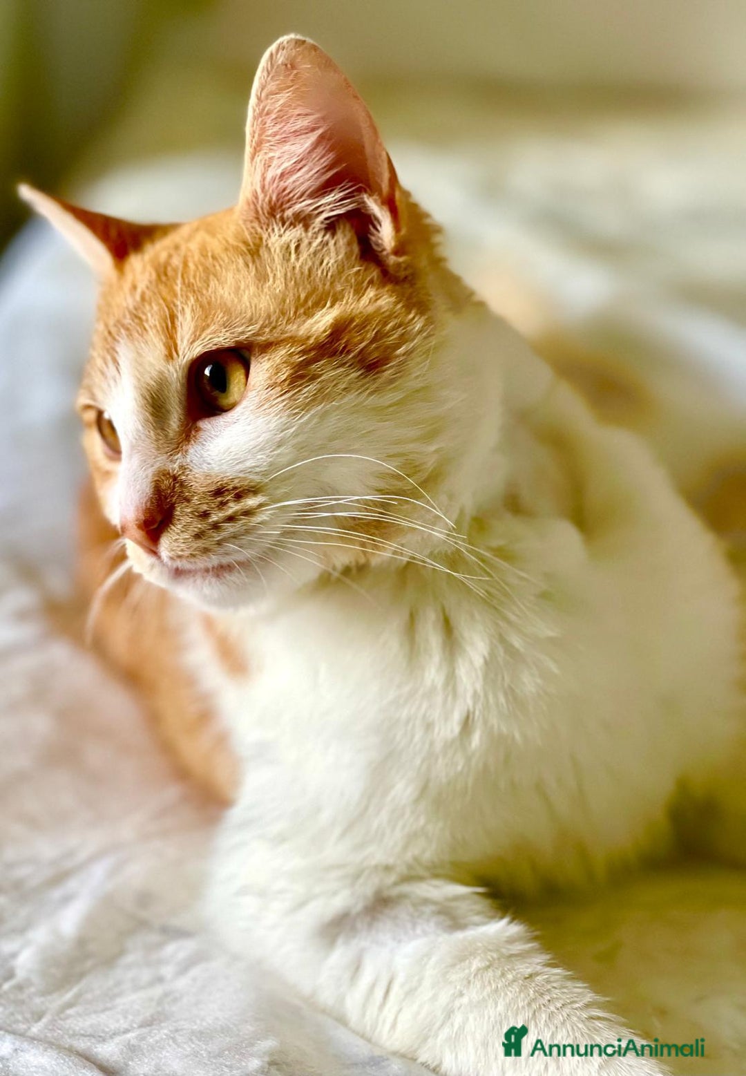 Europeo gatti in regalo: Simply Red a Città metropolitana di Milano - Annuncio 7