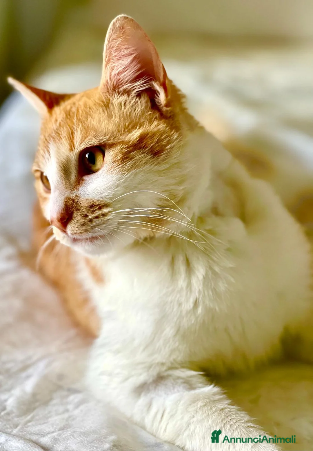 Europeo gatti in regalo: Simply Red a Città metropolitana di Milano - Annuncio 7