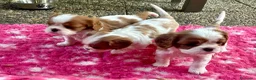 Cavalier King cani in vendita: Cuccioli di Cavalier King con Pedigree  - Annuncio 5