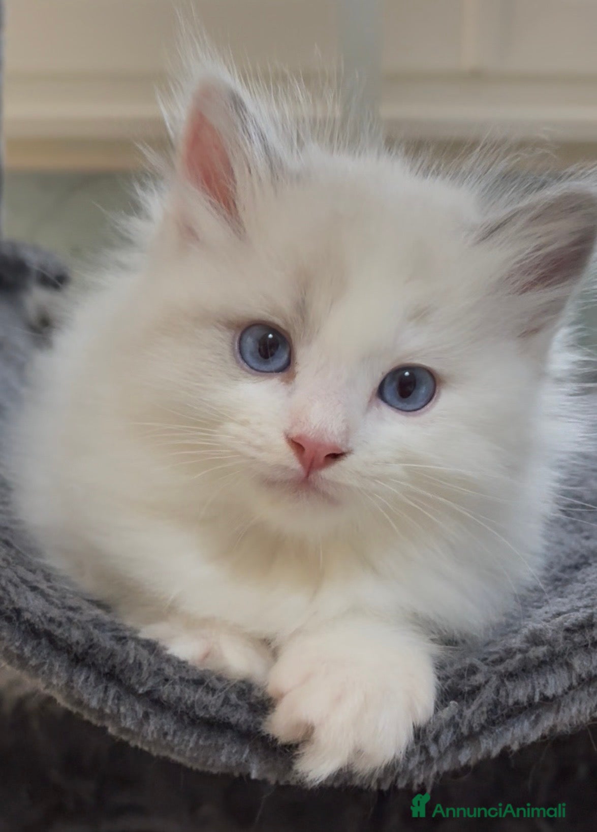 Ragdoll gatti Bellissimi cuccioli di Ragdoll - Annuncio 1