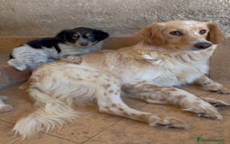 Meticcio cani in regalo: Cucciolo dolcissimo mix setter – tg medio-piccola a Città Metropolitana di Venezia - Immagine 6