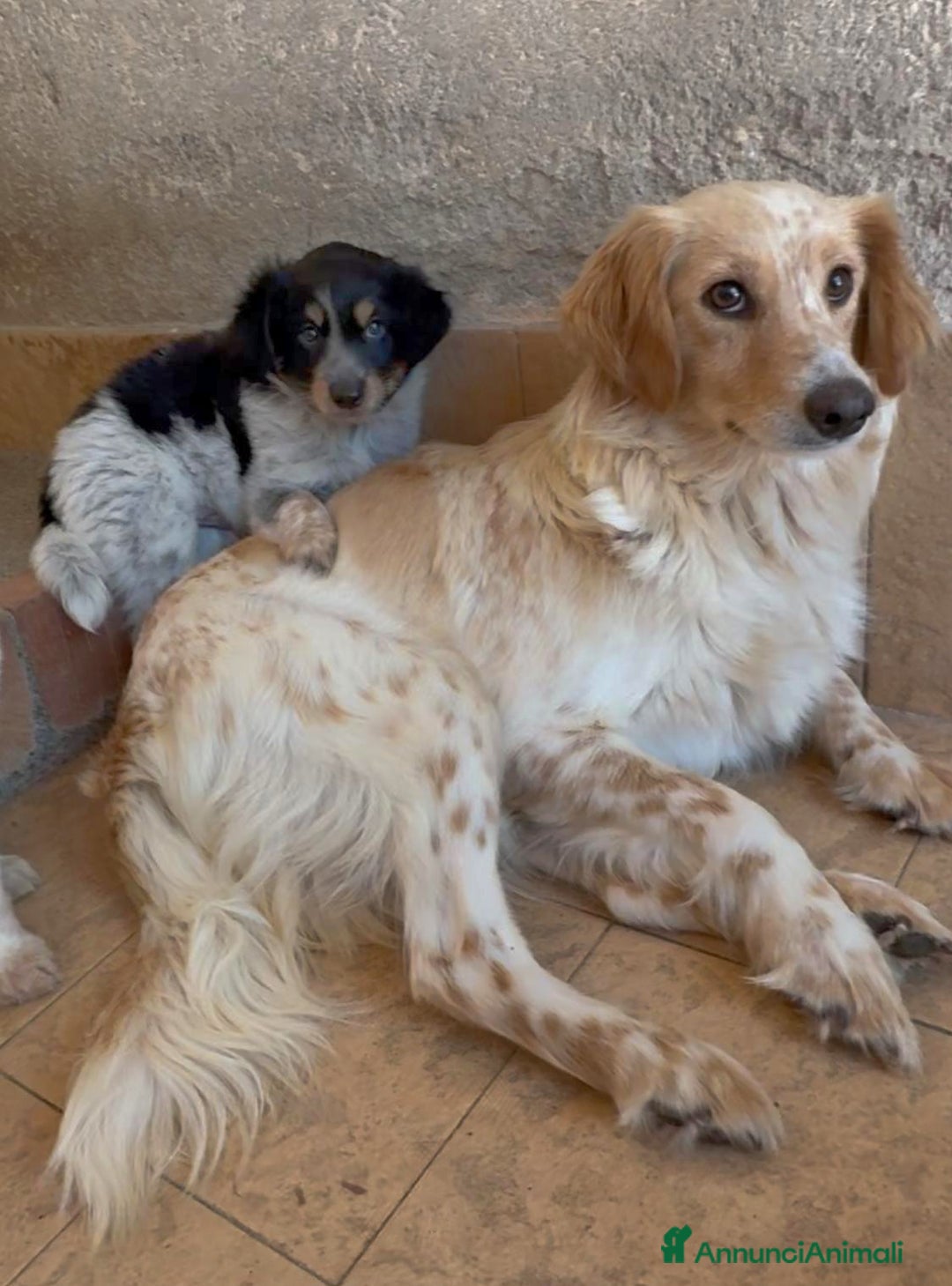Meticcio cani in regalo: Cucciolo dolcissimo mix setter – tg medio-piccola a Città Metropolitana di Venezia - Immagine 6