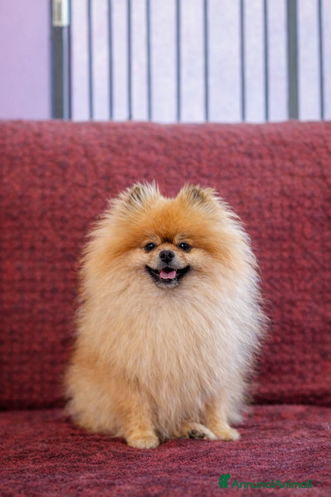 Volpino Pomerania cani in vendita: Cucciolata volpino pomerania pedigree enci - Annuncio 6