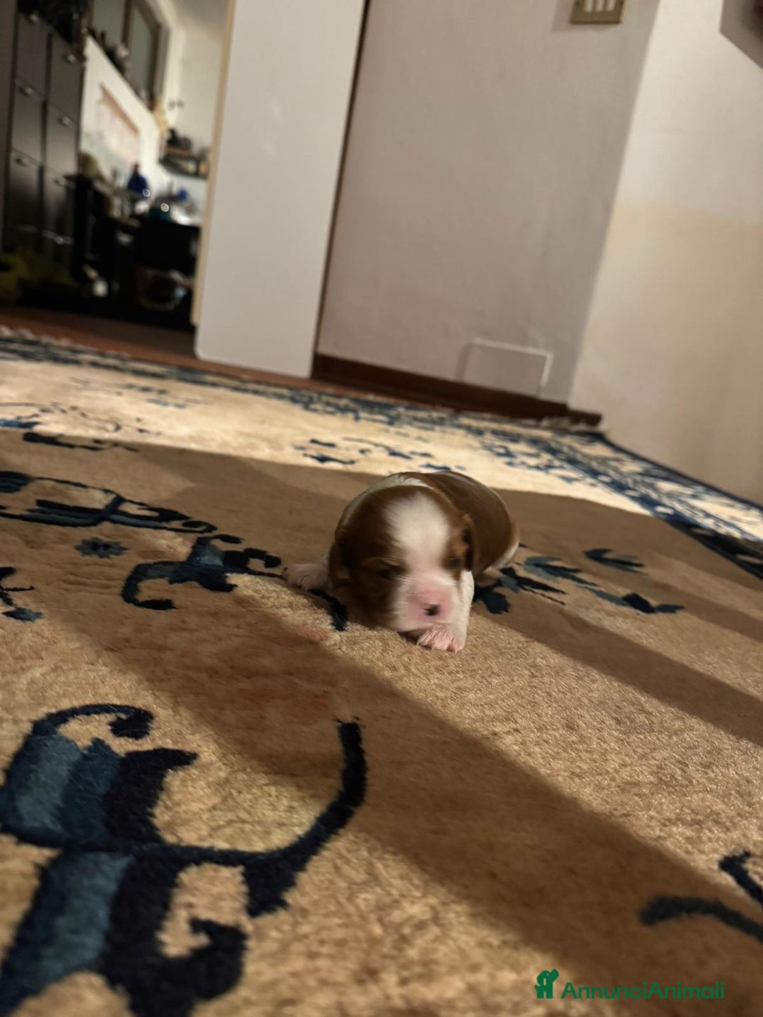 Cavalier King cani in vendita: King cavaglier - Annuncio 3