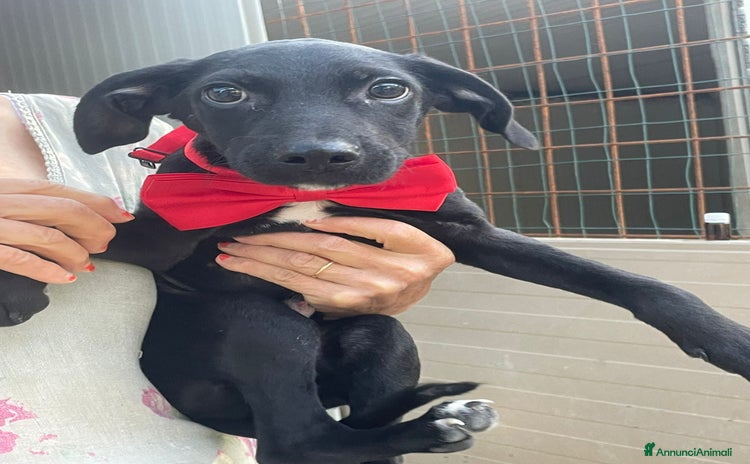 Meticcio cani a Città Metropolitana di Firenze - Annuncio 17