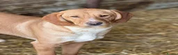 Meticcio cani in regalo: TOM & TINO, buffissimi cuccioli orecchie lunghe! - Annuncio 12