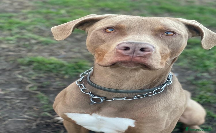 Pitbull cani a Città metropolitana di Milano - Annuncio 12