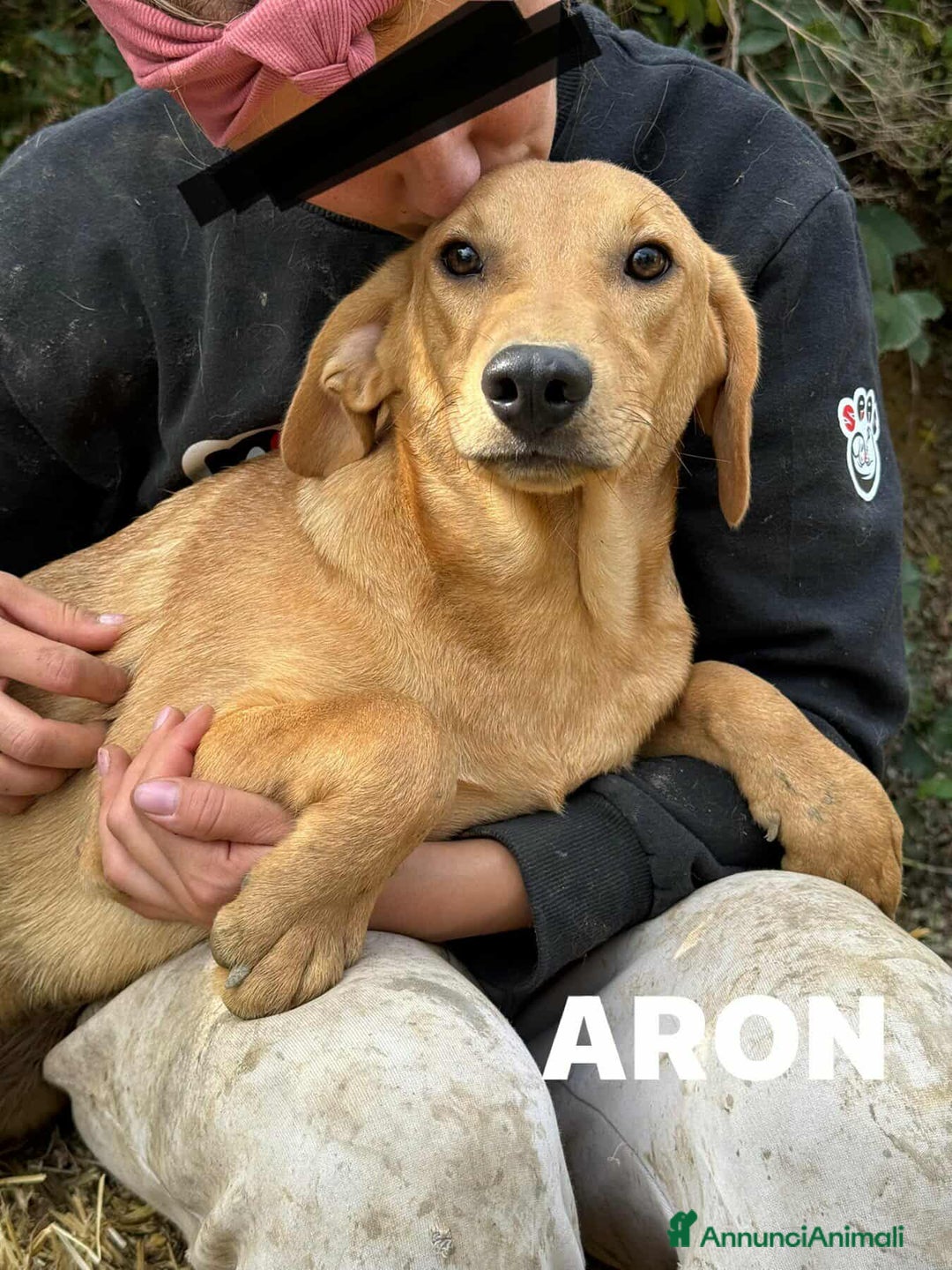 Meticcio cani in regalo: ARON e ARES, cuccioli dolci ma sfortunati  - Annuncio 5
