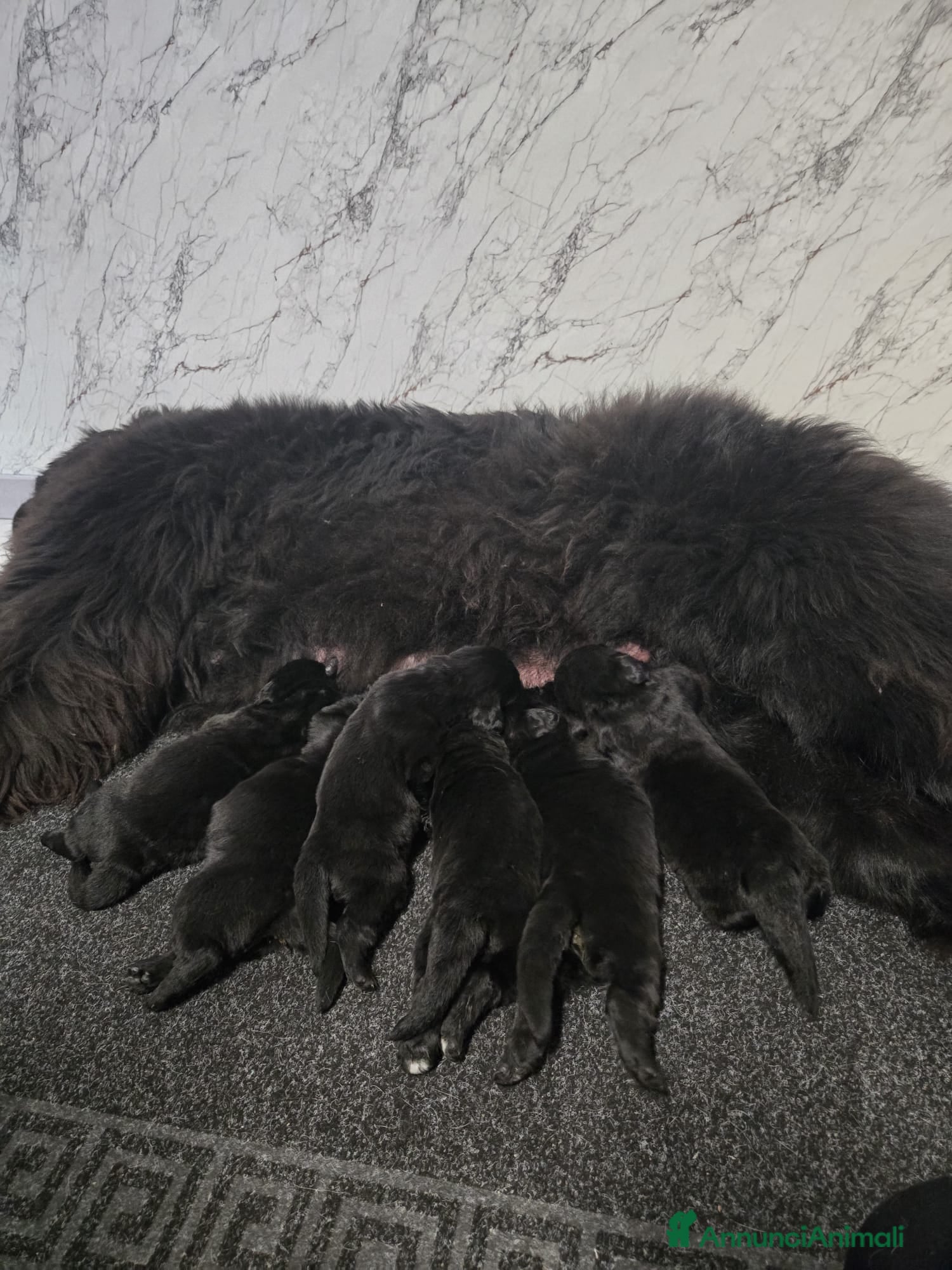 Terranova cani Disponibili cuccioli razza terranova  - Annuncio 1