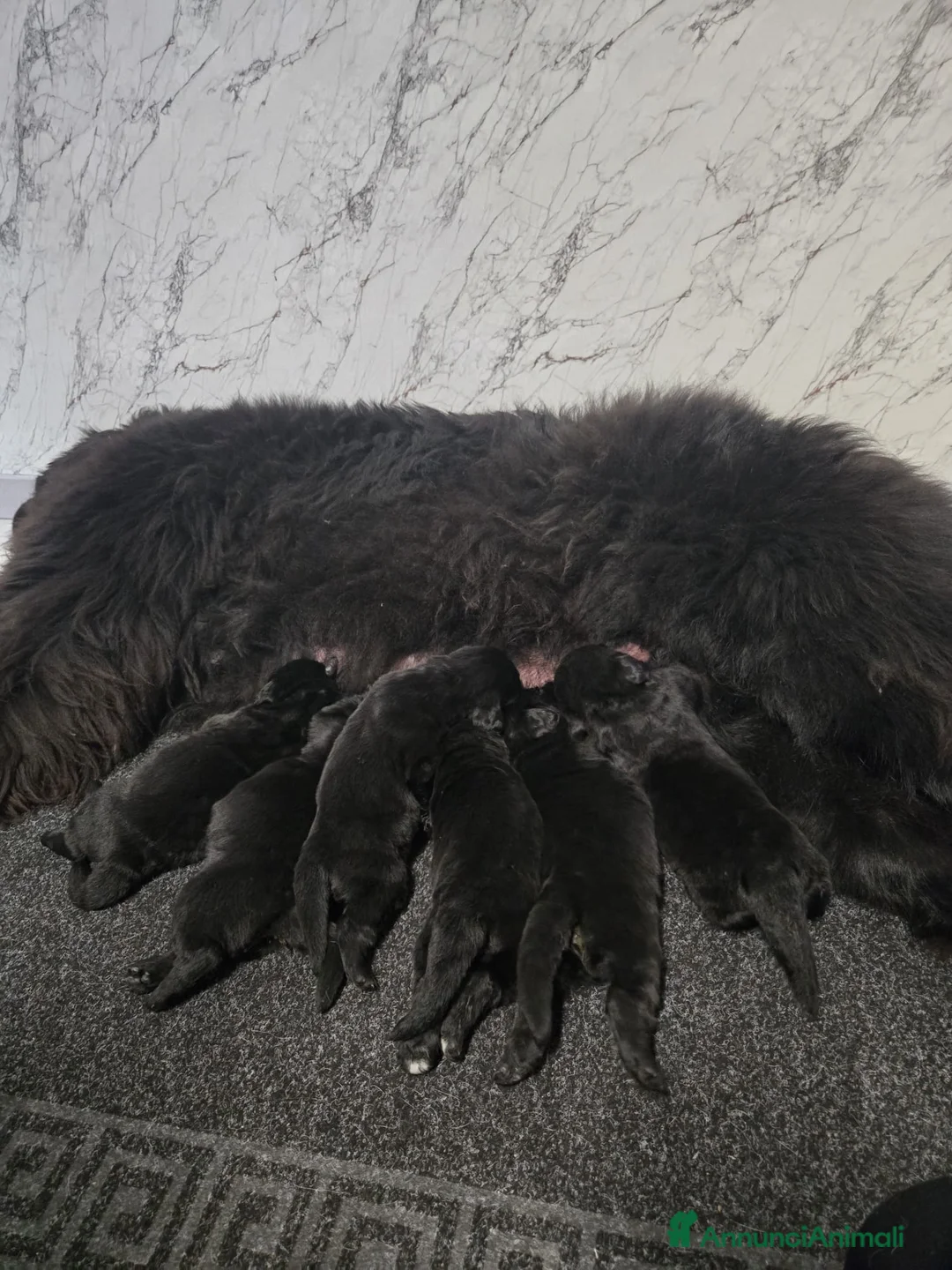 Terranova cani in vendita: Disponibili cuccioli razza terranova  a Provincia di Salerno - Annuncio 1