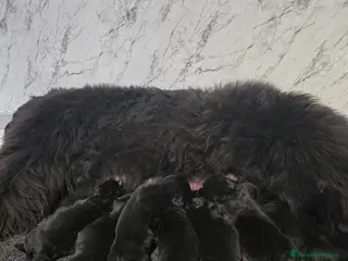 Terranova cani Disponibili cuccioli razza terranova - Annuncio 11