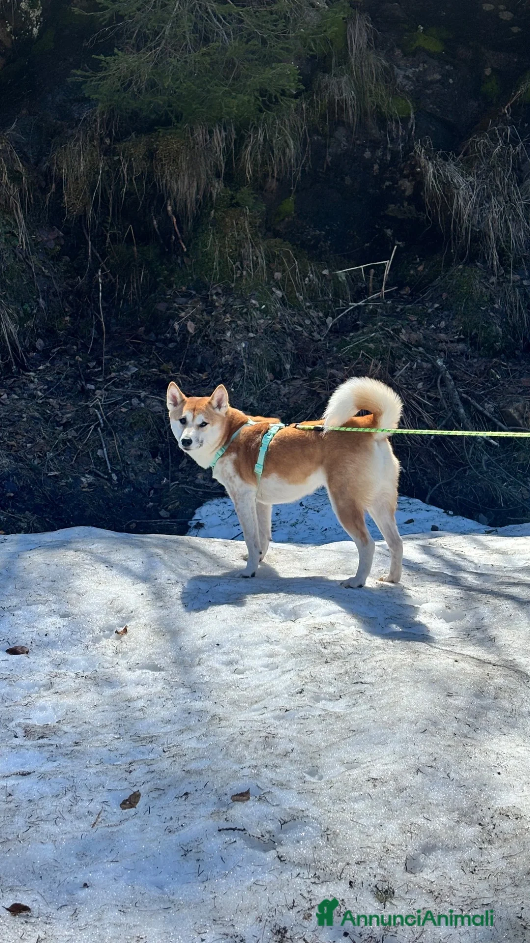 Shiba Inu cani in vendita: Vendo coppia Shiba Inu madre e figlia - Annuncio 2