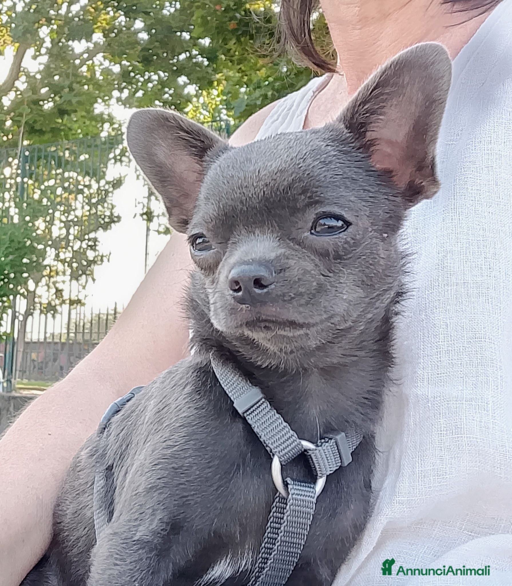 Chihuahua cani Chihuahua pedigree ENCI  - Annuncio 1