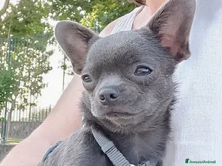 Chihuahua cani Chihuahua pedigree ENCI - Annuncio 1