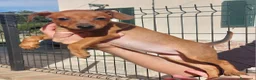 Pinscher Tedesco cani in vendita: Cuccioli pinscher nano  a Provincia di Perugia - Annuncio 7