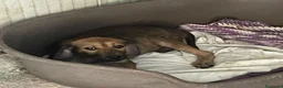 Meticcio cani in regalo: OMBRA MEDIO PICCOLA a Provincia di Piacenza - Annuncio 12