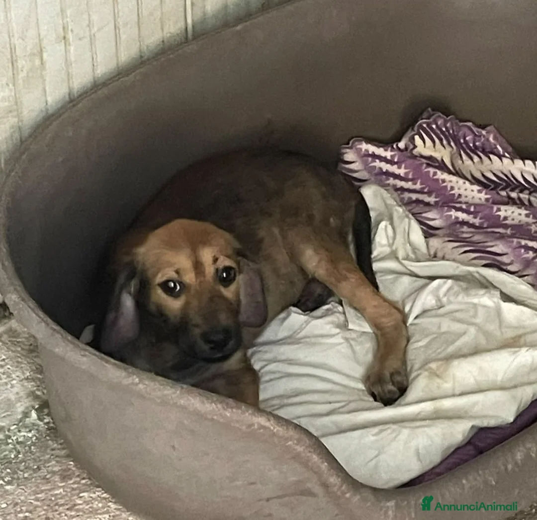Meticcio cani in regalo: OMBRA MEDIO PICCOLA a Provincia di Piacenza - Annuncio 12