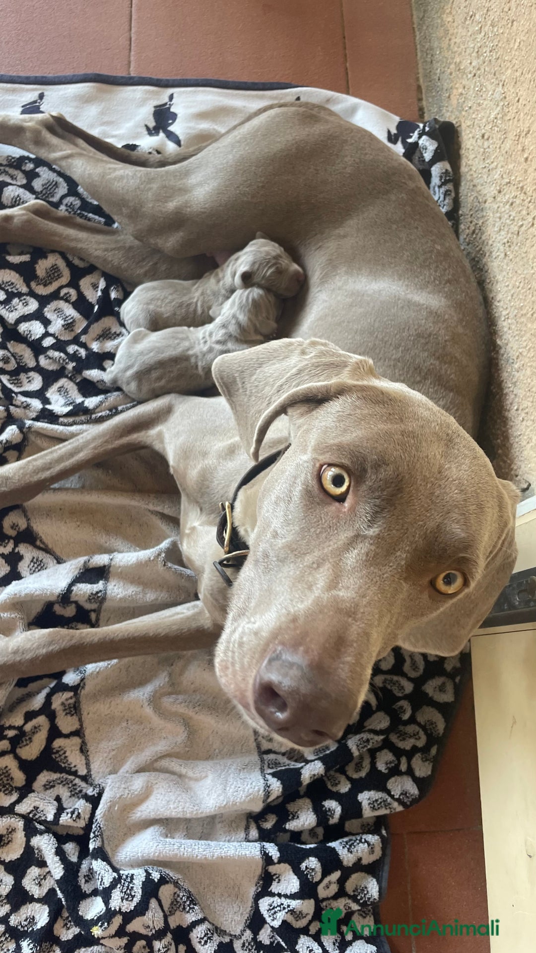 Weimaraner cani in vendita: Cuccioli di Weimarainer - Annuncio 10